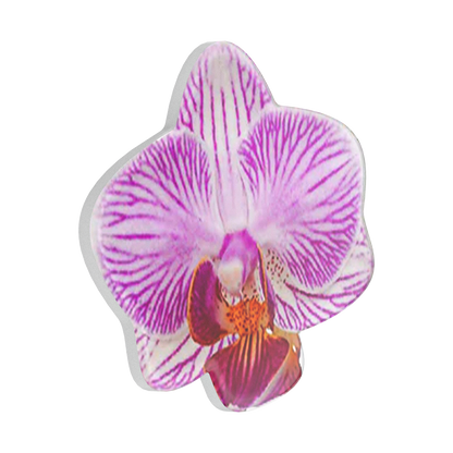 Lilio — PopTop - US 02588